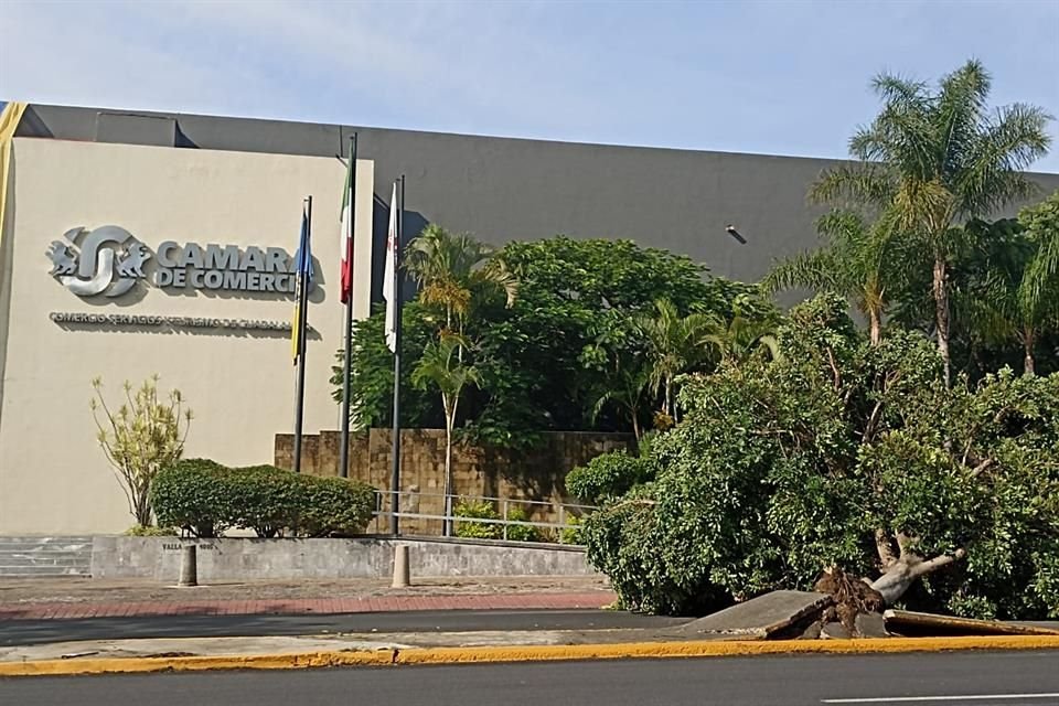 Árbol caído frente a cámara de Comercio en Avenida Vallarta, que obstruye lateral completa de esa vialidad.