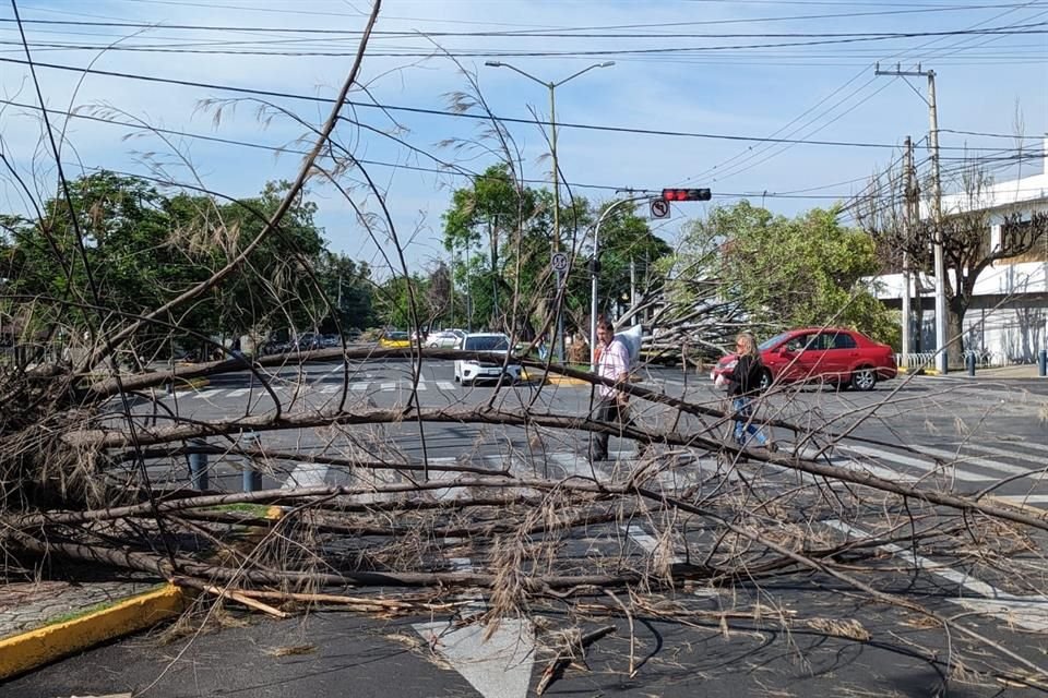 En Mariano Bárcenas y Avenida de los Maestros cayó este árbol seco.