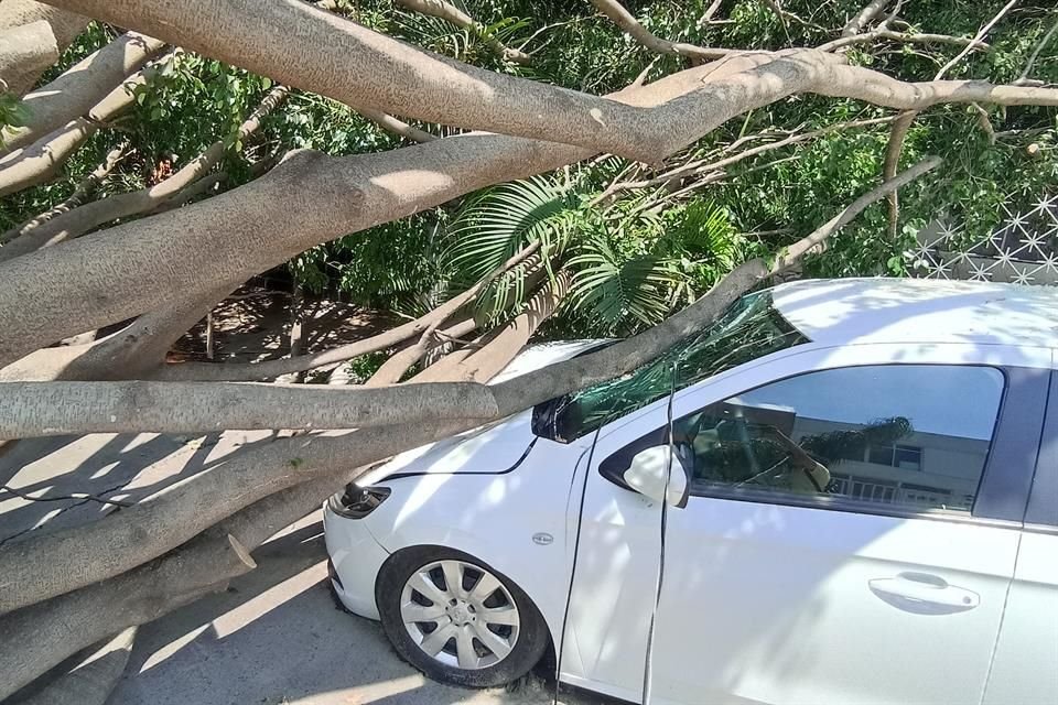 El árbol cayó desde el viernes causando distintos estragos en propiedad privada y pública, sin ser atendido.
