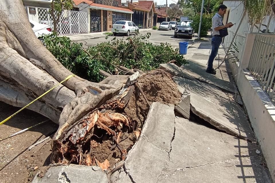 Protección Civil y CFE acudieron para revisar que no hubiera nadie herido y el servicio de luz estuviera funcionando, pero no fue retirado el árbol.