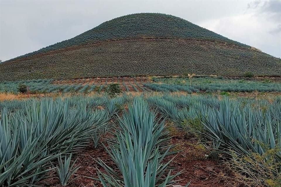 Ciudadanos comparten que cerros que solían contar con vegetación nativa hoy tienen agave.