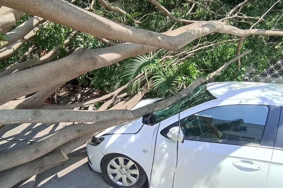 En la Colonia Independencia Oriente sigue sin ser retirado el árbol que cayó sobre un auto, dos casas y un poste de luz en la calle Monte Everest.