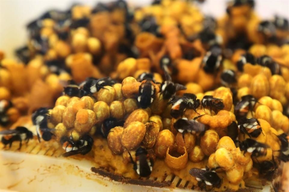 Apicultores de Jalisco piden reformas para prohibir el uso de insecticidas, aplicando el principio pro natura.