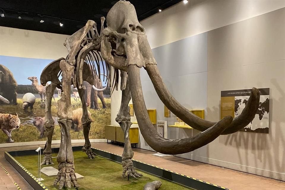 Un rally busca que los pequeños conozcan más sobre el Mamut de Catarina (foto) y el Gonfoterio del Lago, íconos de la arqueología en Jalisco.