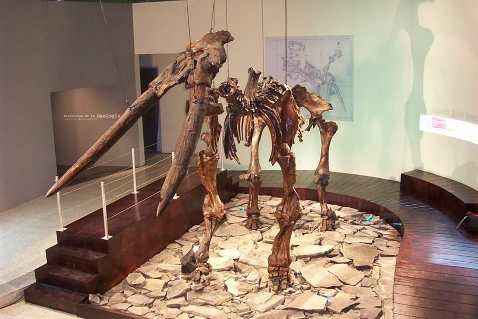 El Gonfoterio del Lago fue descubierto a orillas del Lago de Chapala en el año 2000 y se encuentra en el Museo de Paleontología.