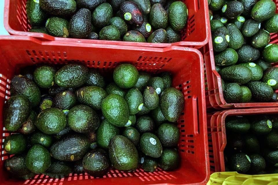 Jalisco es el segundo productor nacional de aguacate, con más de 308 mil 800 toneladas al año.