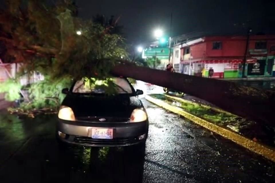 Guadalajara reportó 24 árboles caídos por la lluvia de anoche Zapopan solo uno.