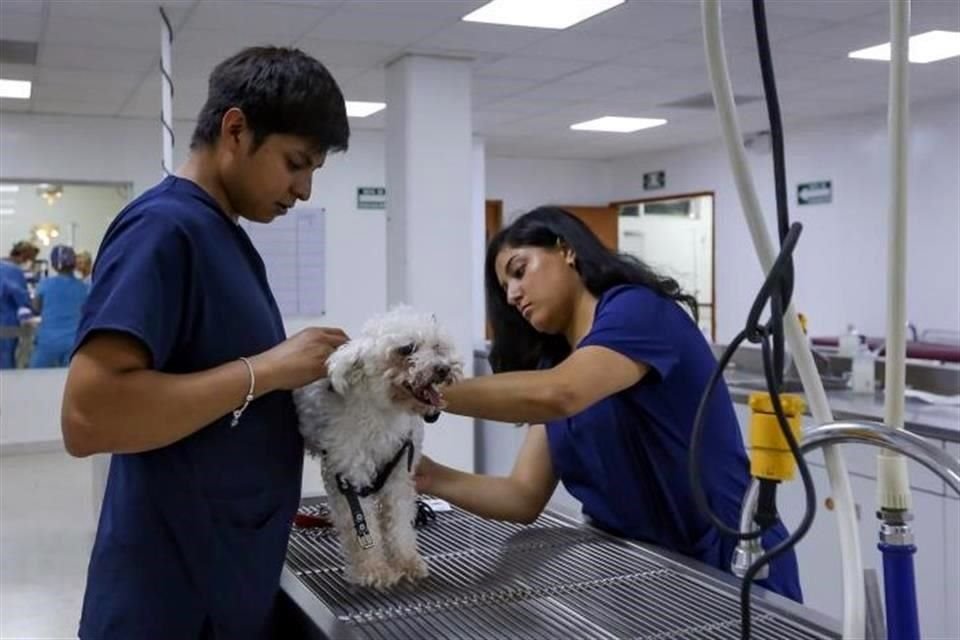 icenciatura en Medicina Veterinaria y Zootecnia de la Universidad de Guadalajara (UdeG) es cursada por 3 mil 400 alumnos. Se trata de la más solicitada del País.