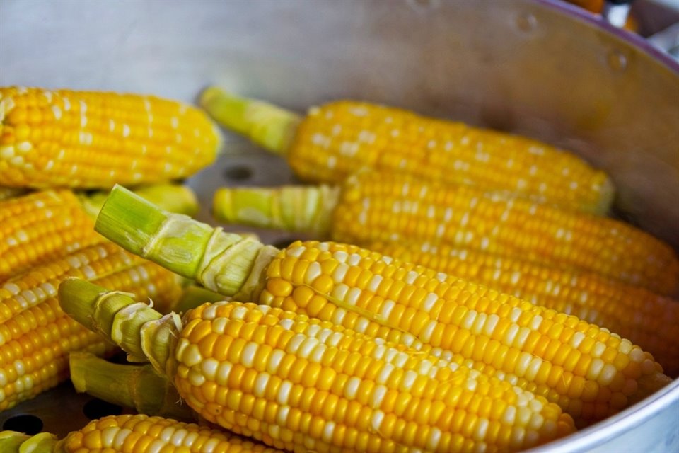 El decreto de México prohíbe el uso de maíz genéticamente modificado para consumo humano, tanto blanco como amarillo.