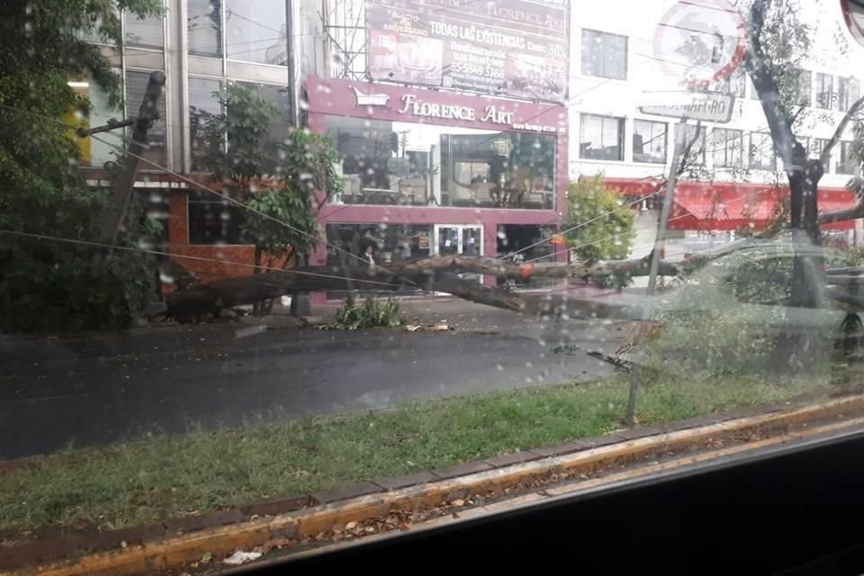 Por árbol caído en Miguel Ángel de Quevedo y División del Norte, se registra servicio provisional de Terminal Central del Norte a Ajusco del Trolebús.