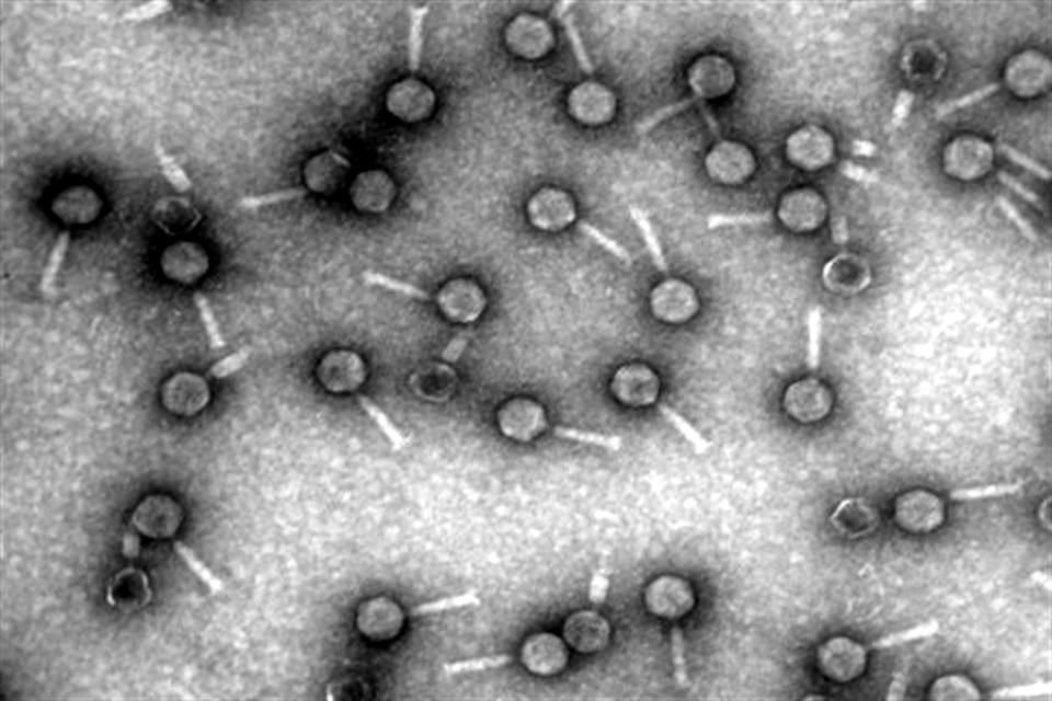Los bacteriófagos es una clase de virus que específicamente atacan a bacterias, campo en el que trabaja el biólogo mexicano Víctor Manuel González Zúñiga.