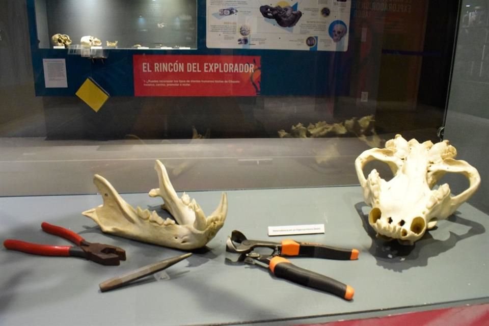La exhibición 'Odontos: Historia Natural y Cultural de los Dientes' ofrece a los asistentes la oportunidad de explorar una colección de dientes fosilizados de diversas especies de vertebrados.