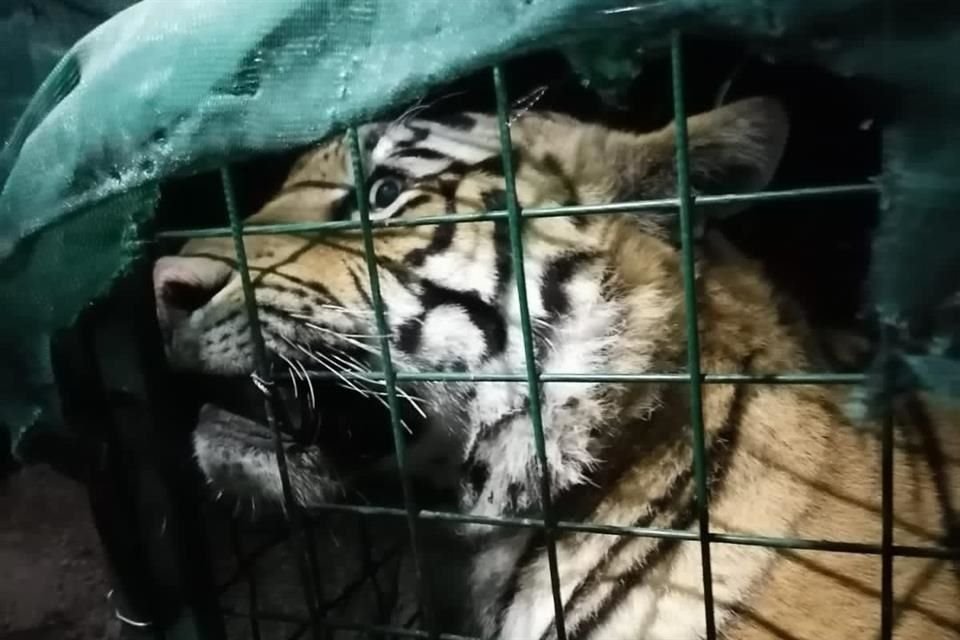 El tigre fue encontrado escondido entre la hierba, dentro de un predio donde se fabrica block en Tlajomulco.