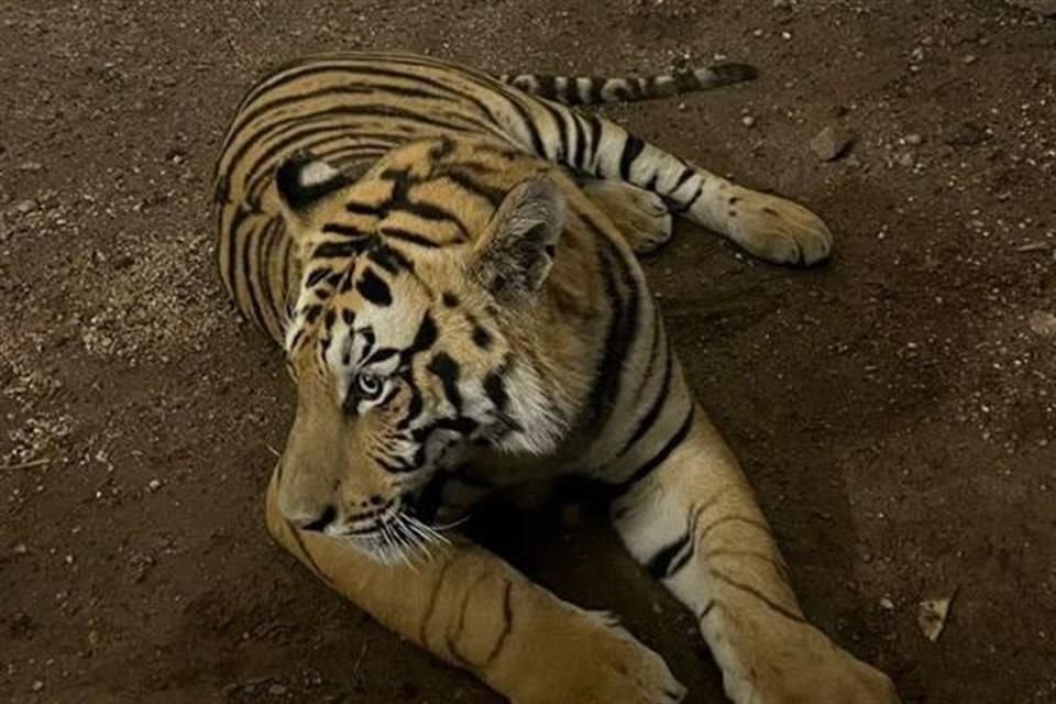 Autoridades señalan que posiblemente, el tigre escapó de un predio aleñado a la zona donde lo encontraron.