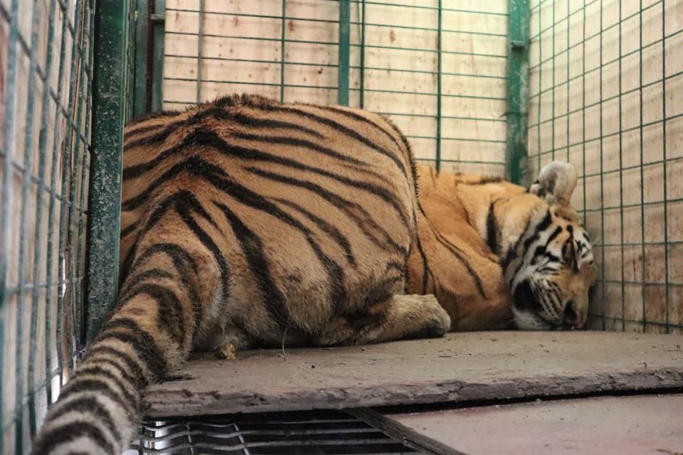 El 29 de agosto, el cachorro de tigre fue sorprendido cuando deambulaba en calles de la Colonia Guadalupana, en Tlaquepaque.