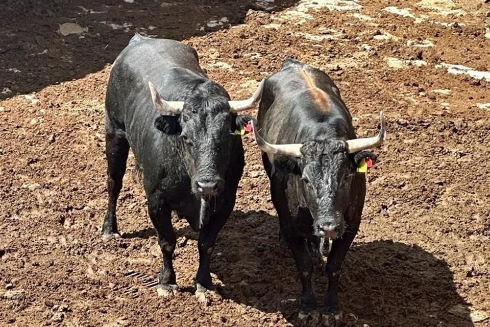 Toros 22 y 19 de la ganadería Felipe Castorena, rechazados al no cumplir con el reglamento para el segundo festejo de las Novilladas 2023.