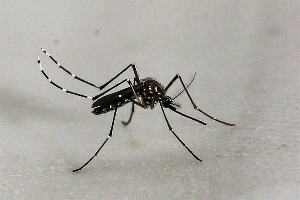 El AMG se posiciona en 'zona segura' respecto a los casos de dengue.