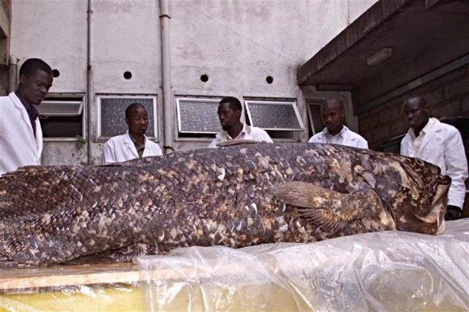 En el 2001, el Museo Nacional de Kenia mostó un celacanto de 77 kilógramos y 1.7 metros de longitud.