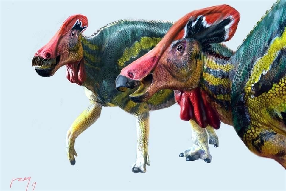 Este ejemplar de Tlatolophus galorum murió hace 72 o 73 millones. Se trata de una especie recién descubierta.