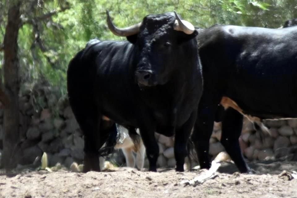 Toro 'Patriota', de la ganadería Cortina Pizarro, que será lidiado lidiado este domingo en la Plaza de Toros Nuevo Progreso.