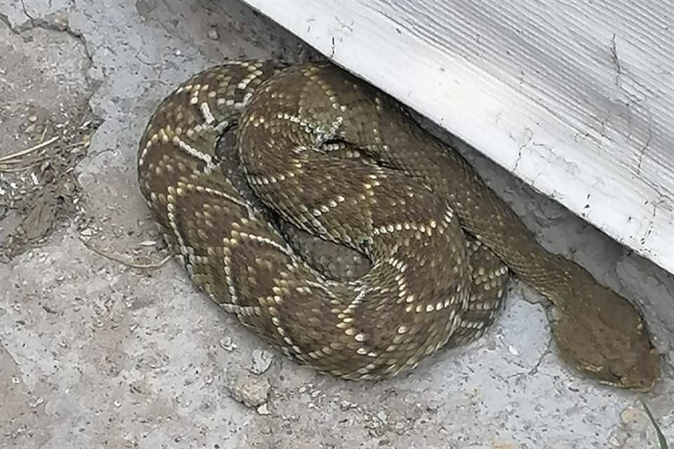 La serpiente se metió a la cochera de una llantera en Zapopan.