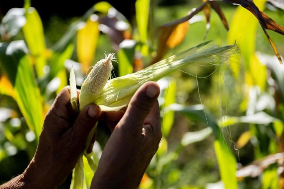 Falta de lluvias y alza de temperaturas ya pasa factura a la producción de granos básicos como el maíz; en Sinaloa, cosecha se redujo 50%.