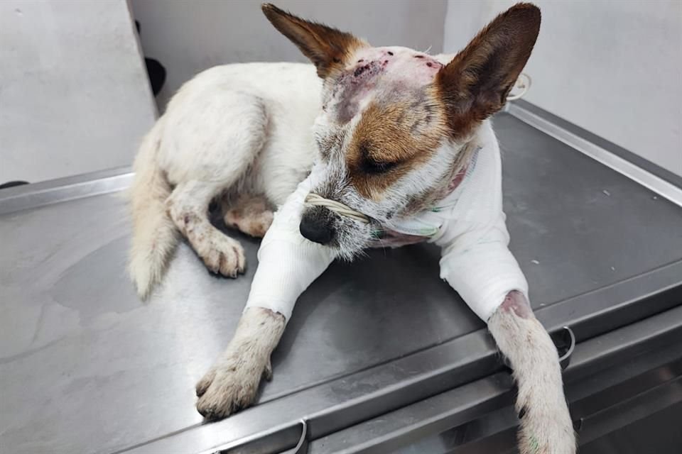 'Juanito' es un perrito al que sus dueños abandonaron en Tlaquepaque y que fue rescatado con múltiples heridas por el refugio Buenos Chicos.