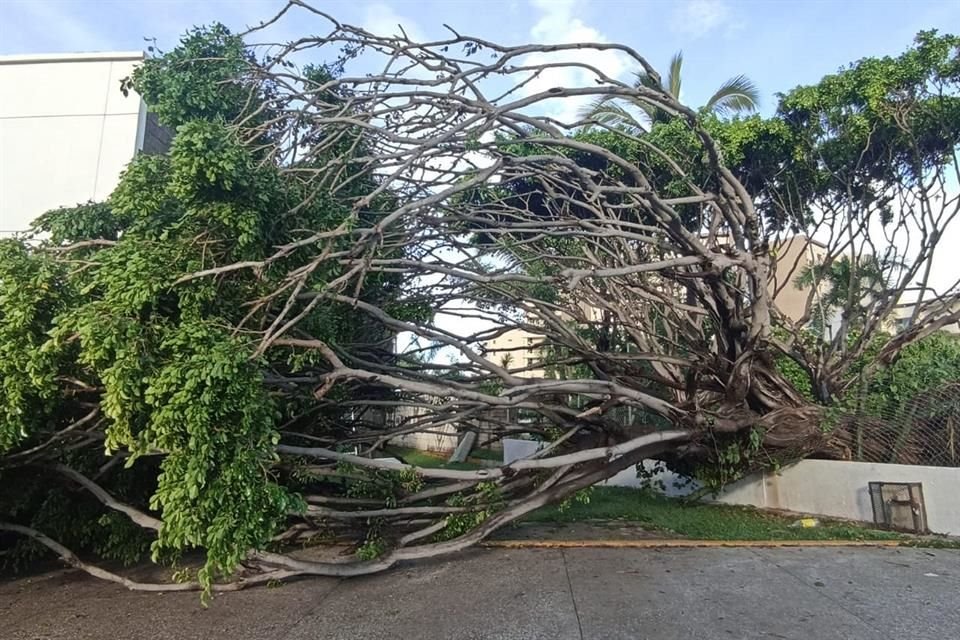 Decenas de árboles caídos dejó el paso del Huracán 'Lidia' por Puerto Vallarta.