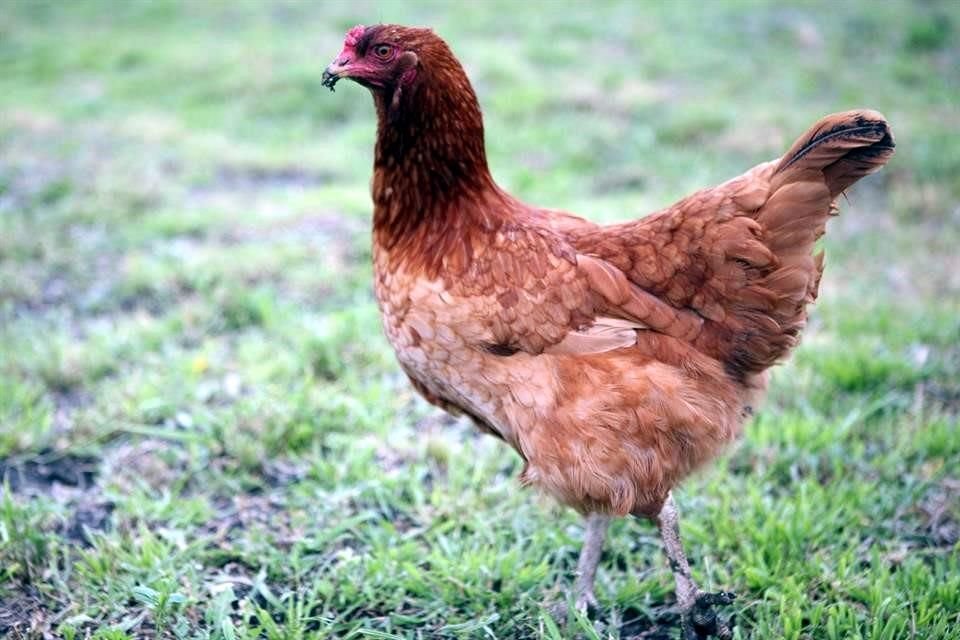 El Congreso de Jalisco buscará que las gallinas usadas para producción comercial de carne gocen de una mejor calidad de vida.
