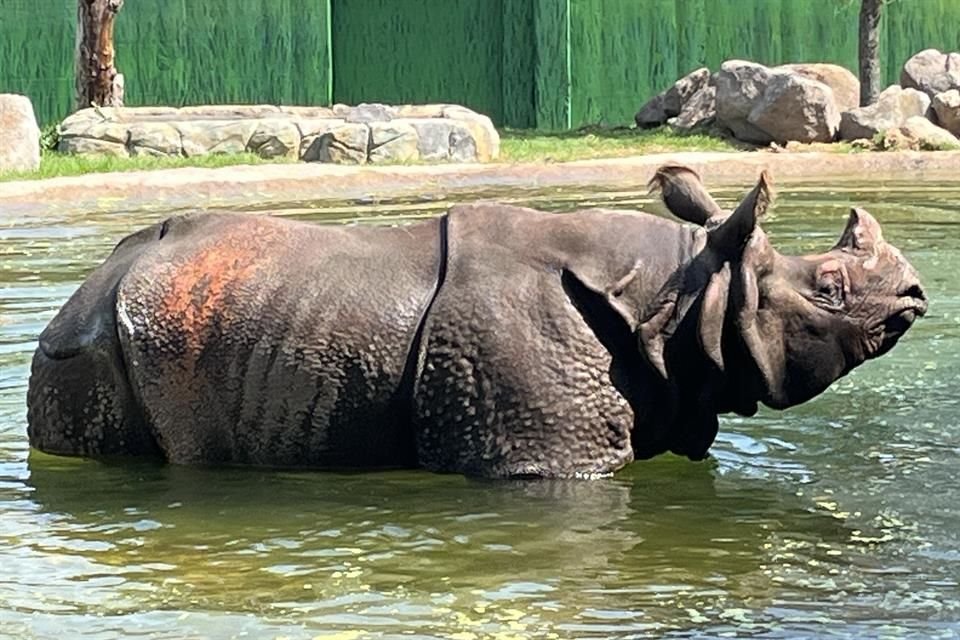 Llegan una pareja de rinocerontes Indio al Zoológico de Guadalajara.