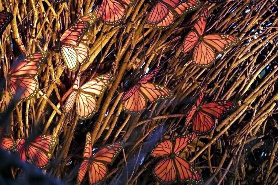 En otomí 'Tümü' significa mariposa y en algunas culturas se cree que estos bellos insectos son el transporte de las almas que se dirigen al más allá.