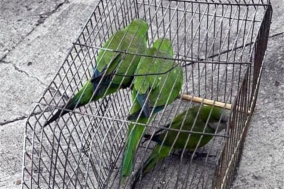 Un total de 70 animales, entre serpientes, iguanas, tarántulas y aves fueron asegurados por  la Comisaría de Guadalajara en El Baratillo.