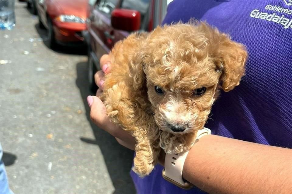 Los perros que se comercializan son en su mayoría cachorros.