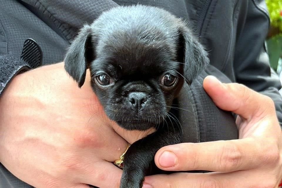 Los perros que se comercializan son en su mayoría cachorros.