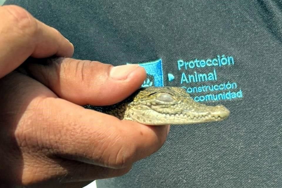 También hay cocodrilos de la especia moreleti, considerada de protección especial.