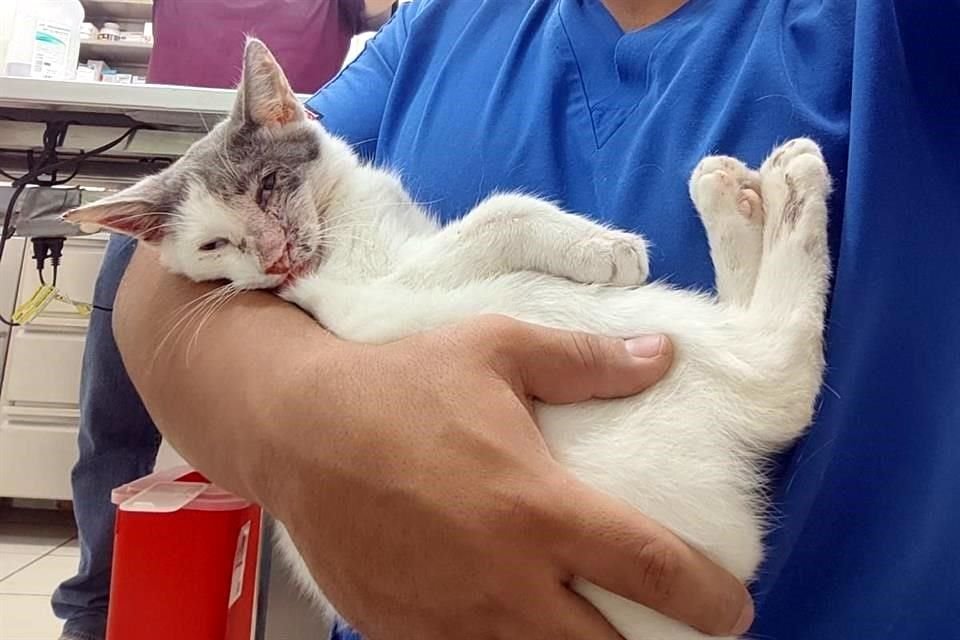 El gato fue rescatado el 20 de octubre.
