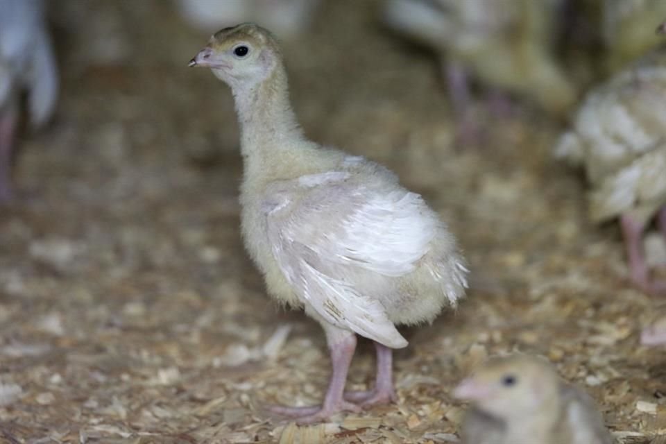México bloqueó rápidamente los envíos de aves de corral de Arkansas.