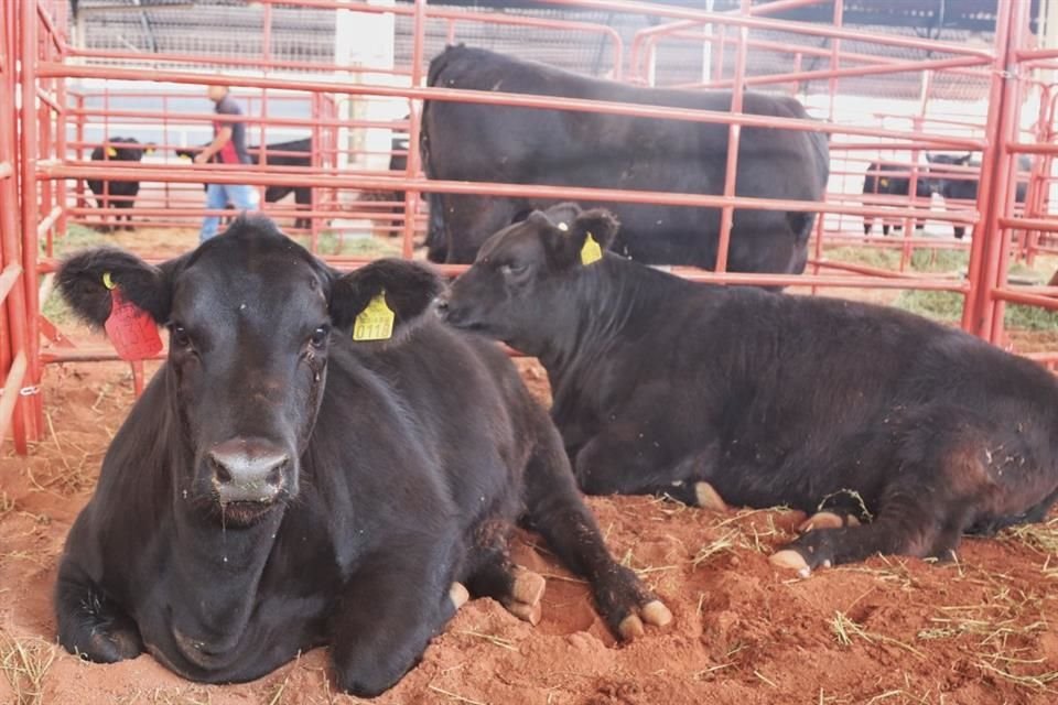 Expo Ganadera Jalisco 2023 superó 500 mil visitantes y se ratificó como plataforma de negocios para  agroproductores locales y nacionales.