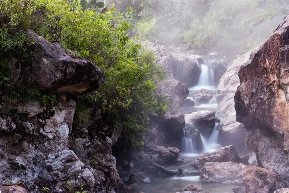 El séptimo Festival Bosque La Primavera dedica este año sus actividades al pensamiento ambiental en pro de su conservación.