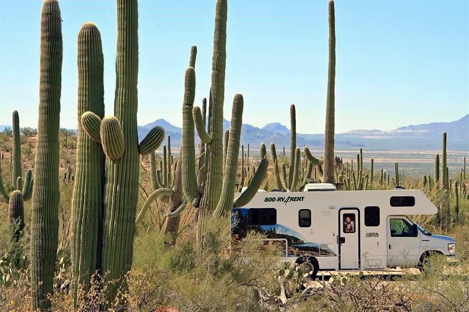 La aventura la encontrarás en la zona del Parque Nacional Saguaro.