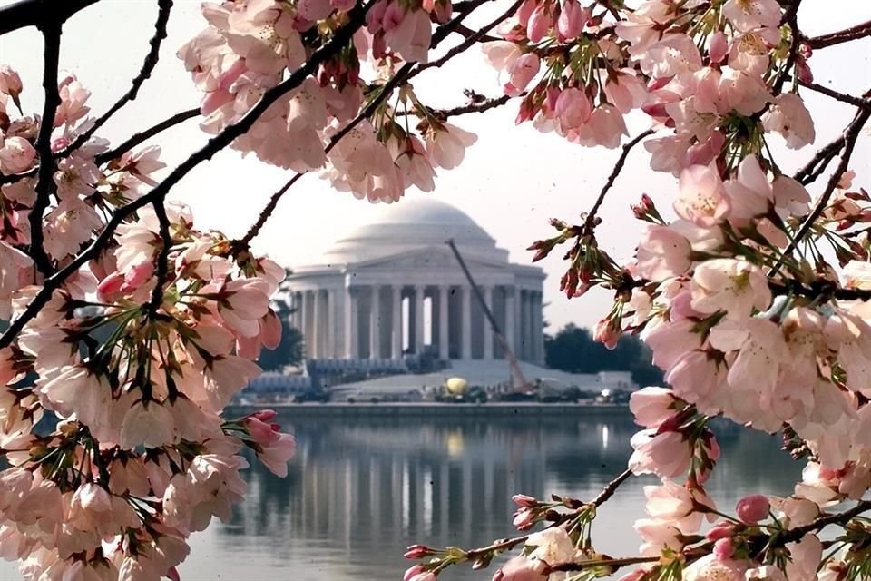 En torno a los cerezos en flor o sakura (Prunus serrulata) hay toda una fiesta, en Tokio el fenómeno comienza a fines de marzo. Otro punto para contemplarlos es Washington D.C.