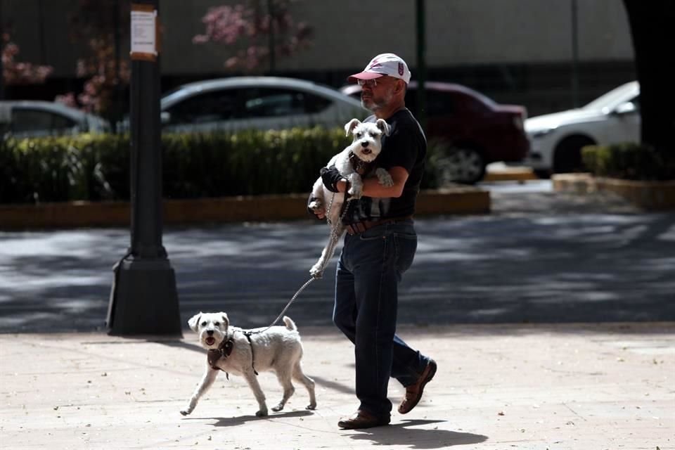 Los animales de compañía han incrementado su nivel de estrés por el cambio de hábitos que implicó el distanciamiento social.