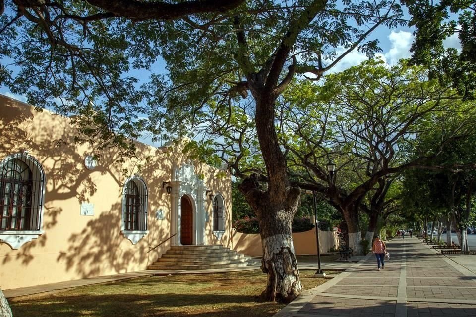 La capital yucateca suele encenderse con la floración del flamboyán (Royal poinciana), un árbol de flores rojas nativo de Madagascar.