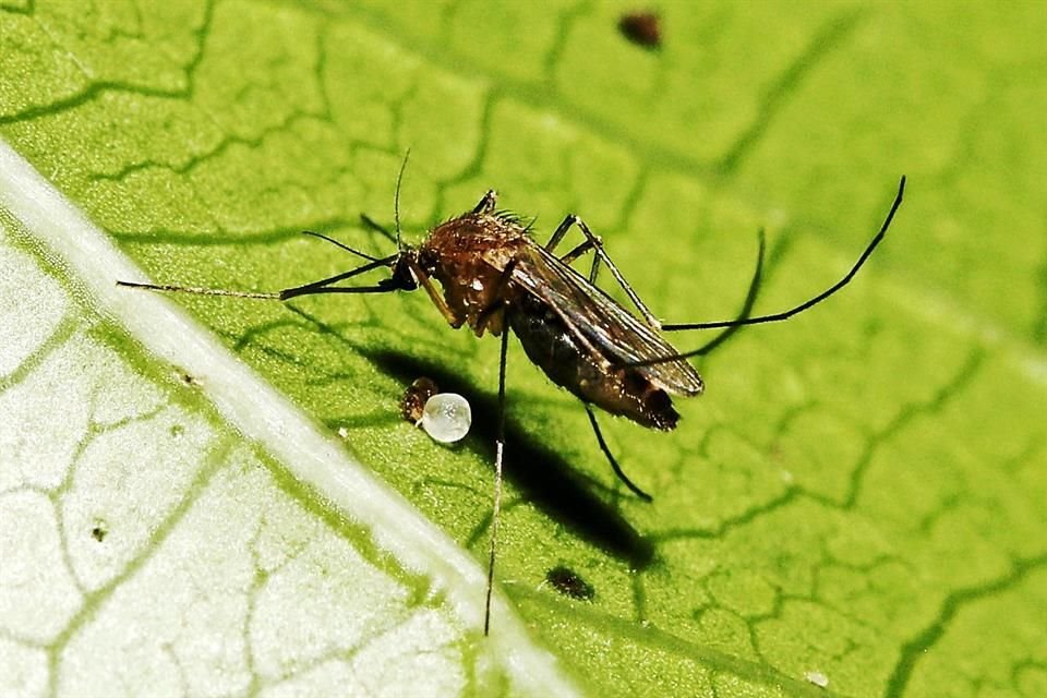 Al corte de la semana epidemiológica 32, del 4 al 10 de agosto, se registraron en Jalisco 385 nuevos casos de dengue.