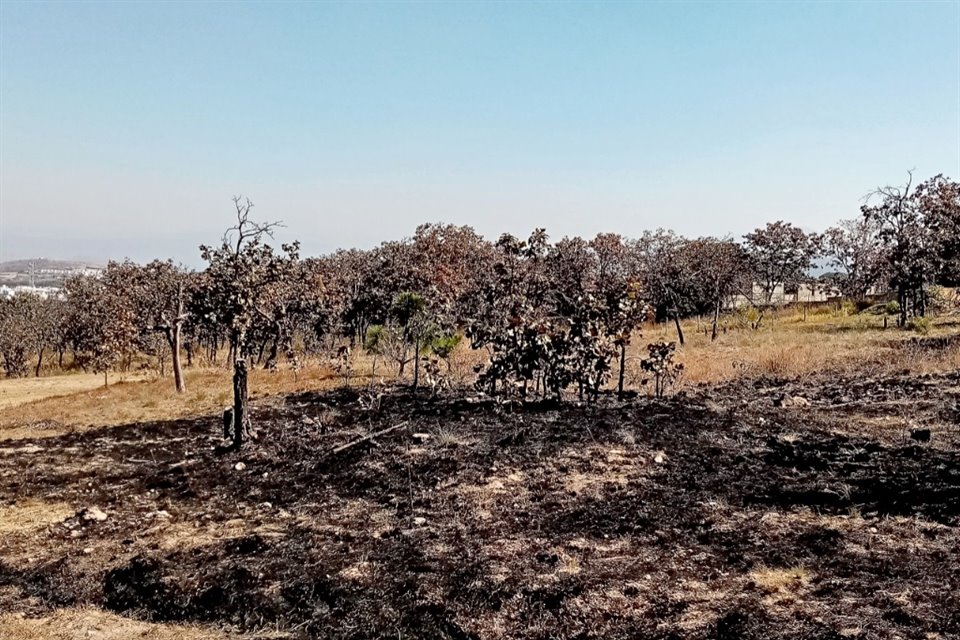 Zonas federales como en el Bosque El Nixticuil correrían riesgo con los nuevos planes. 