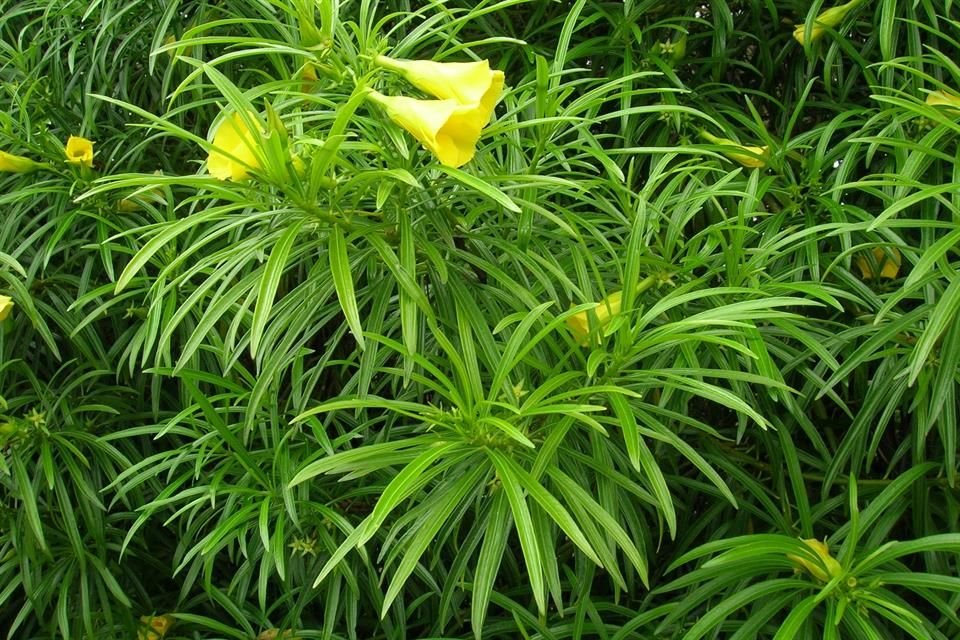 El árbol de ayoyote, hueso o codo de fraile, es una especie de arbusto o pequeño árbol perteneciente a la familia Apocynaceae..