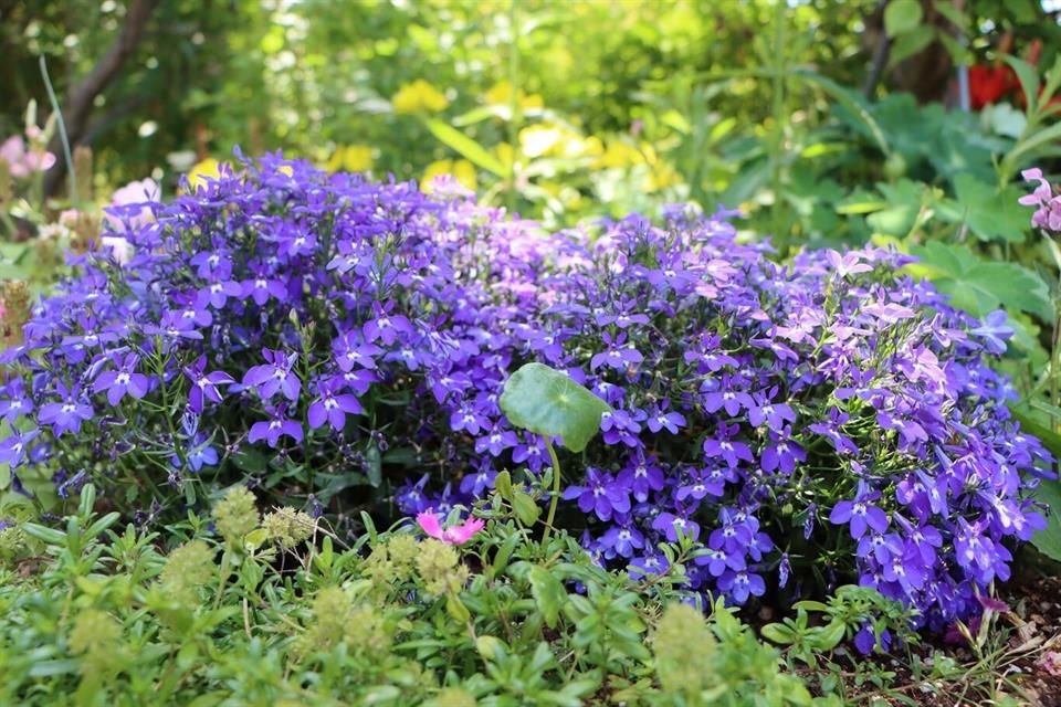 Las flores de la Lobelia suelen ser de un azul brillante, pero también hay rojas, blancas, rosadas o púrpuras.