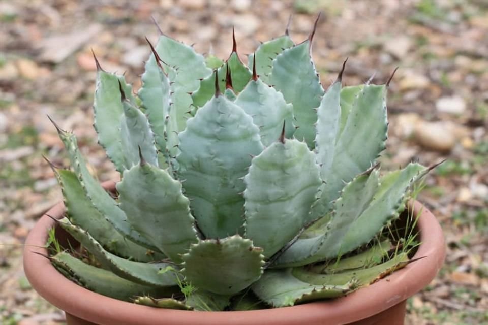 El Agave Guadalajarana también es conocido como maguey chato; es nativa de Guadalajara.