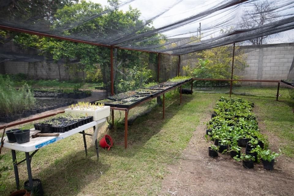 En una casa en la colonia Mesa Colorada, tienen instalado un vivero con plantas nativas de la Ciudad.