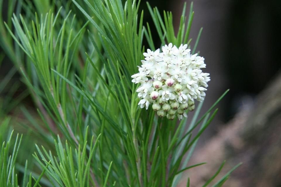 Asclepias linarias es una especie de arbusto con unas flores muy particulares que sirven de hogar para muchas especies, entre ellas las orugas.